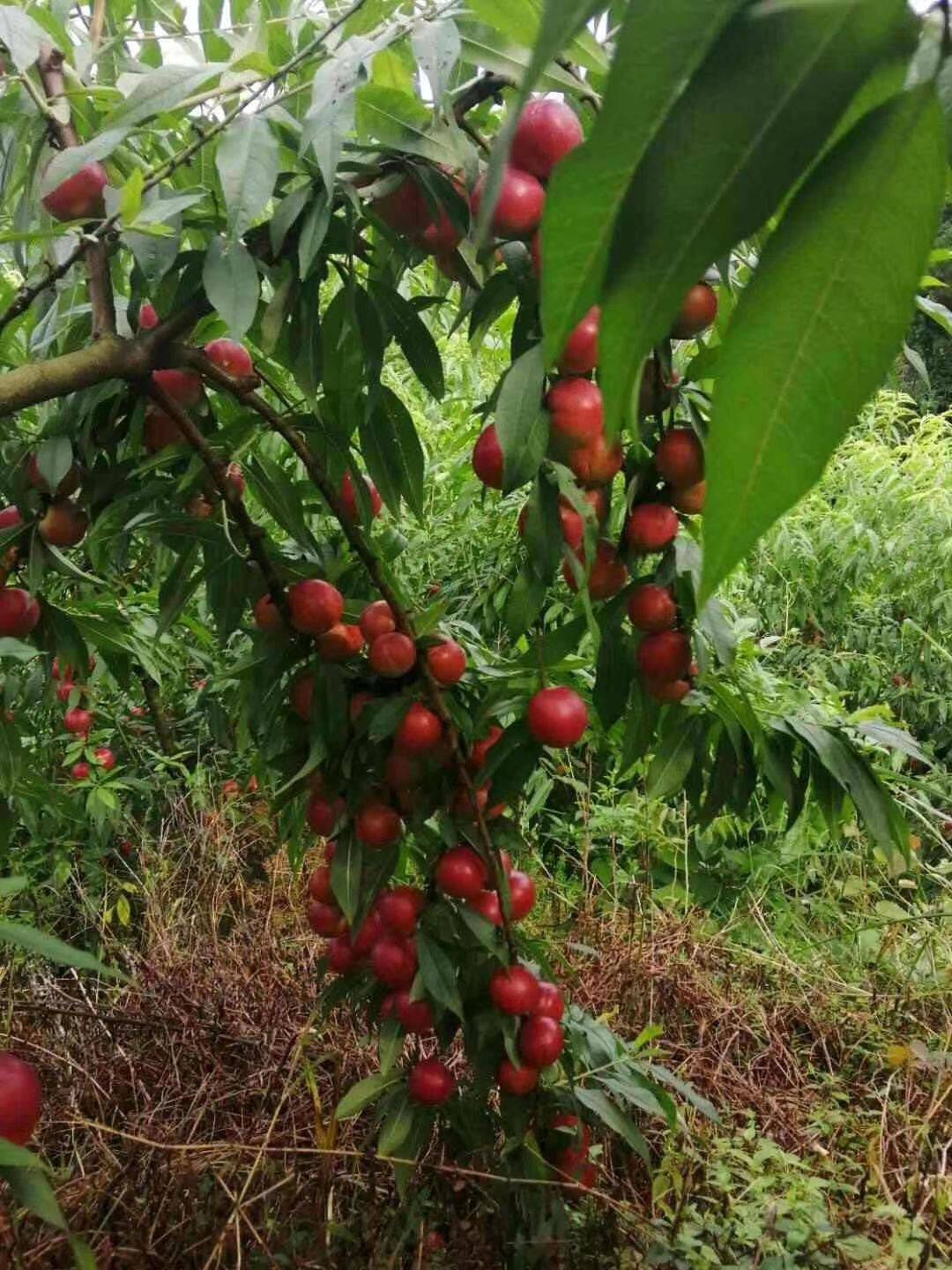 珍珠枣油桃苗 果肉离核核小 不裂果 口感正 有冰糖大枣味