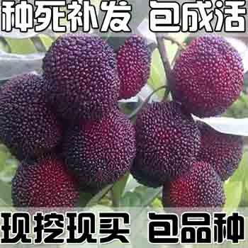 建德市东魁杨梅树苗 杨梅树树苗仙居南北方浙江黑炭杨梅苗特大果树果苗