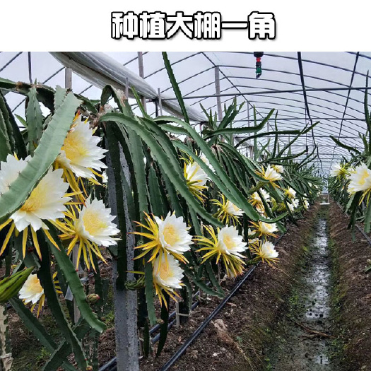 建德市 红心火龙果苗 红肉火龙果树 自粉火龙果苗 当年结果 包邮