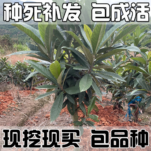 建德市正宗浙江嫁接南北方枇杷树苗大五星枇杷苗白玉枇杷苗