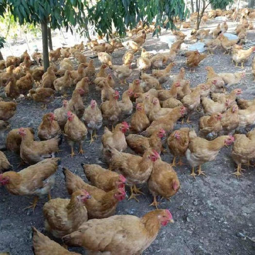 昆明快大黄鸡苗【热销热卖】统货大种型肉鸡苗成长速度快抗病毒能力强