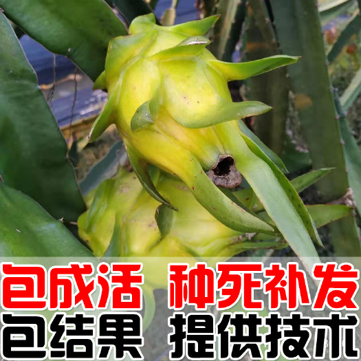 建德市 无刺黄龙果苗 以色列火龙果苗 黄皮火龙果苗澳洲无刺黄龙