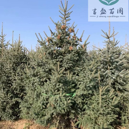 定西云杉|甘肃云杉|临洮云杉|青海云杉|便宜云杉|