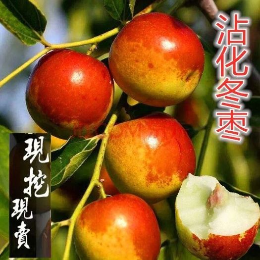 沭阳县沾化冬枣二号树苗 沾化冬枣苗冬枣树苗优质纯正苗状如苹果