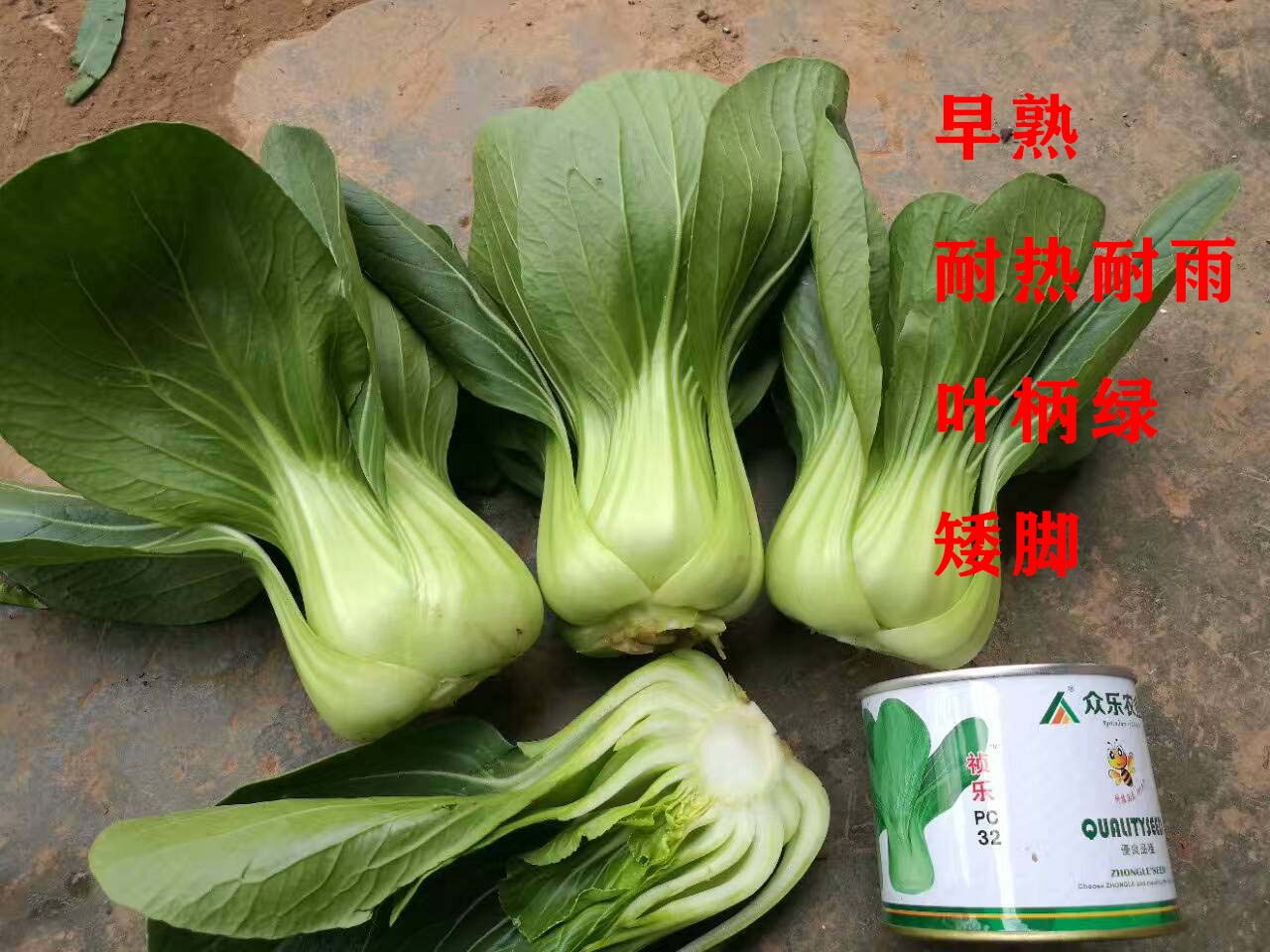 昆明瓢菜上海青种子150元一公斤 手慢无
