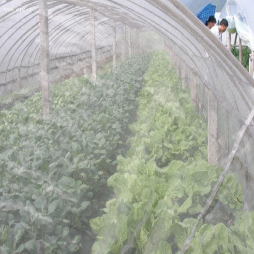 安平县防虫网、蔬菜大棚防虫网、果树防虫网