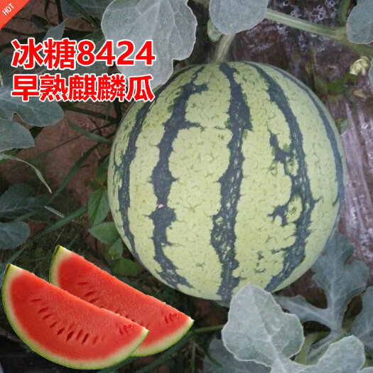 淮安早佳8424西瓜种子 冰糖麒麟8424西瓜种子，桃红瓤，甜爽多汁，糖度13，品质佳