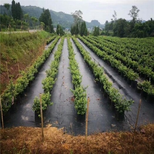除草布厂家_果树苗木除草布_除草布防草布厂家