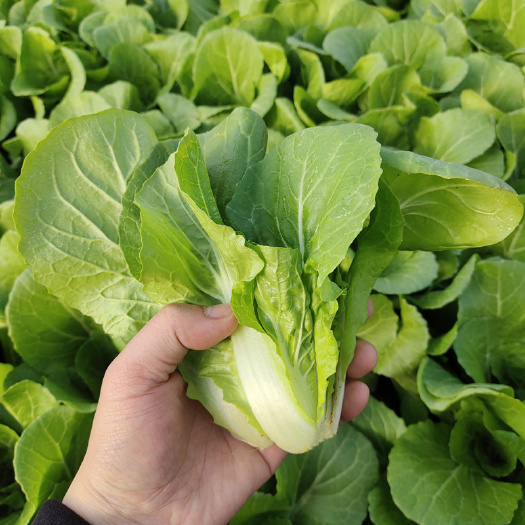 三台县四川万亩小白菜上海青种植基地需要的老板联系