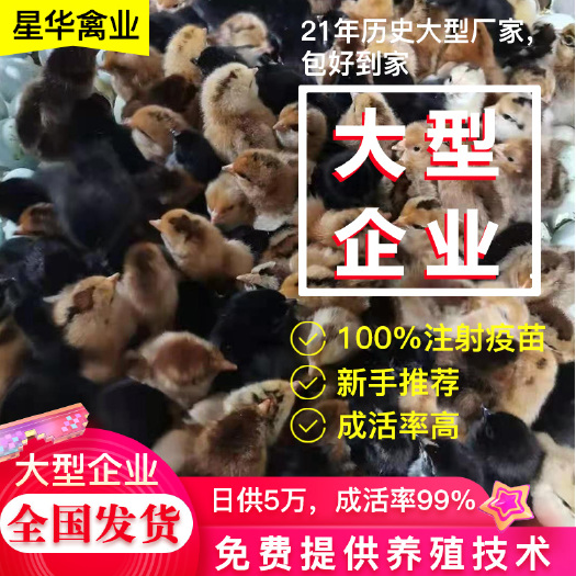 衡南县湖南衡阳常年高产绿壳蛋鸡，土鸡苗，厂家直销，量大从优包打疫苗