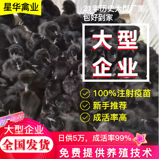 衡南县土鸡苗  厂家直销，量大从优，质量保证，五黑一绿乌骨鸡，