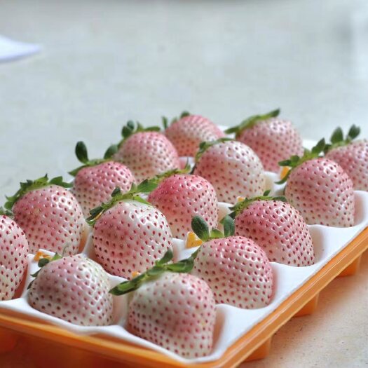 西昌市白雪草莓 菠萝白草莓
