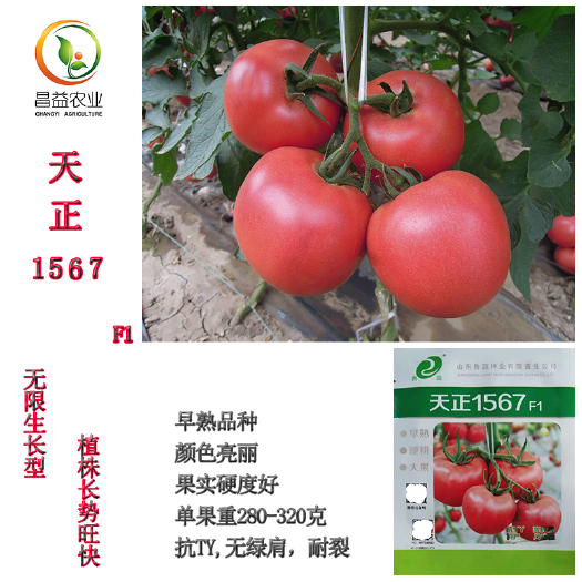 寿光市天正1567大果早熟硬粉番茄种子籽耐裂果抗病亮粉西红柿种子
