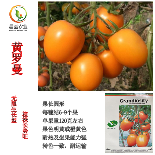 寿光市樱桃番茄种子 荷兰原装黄罗曼小番茄种籽孑特色串收黄色西红柿种子抗病春秋种植