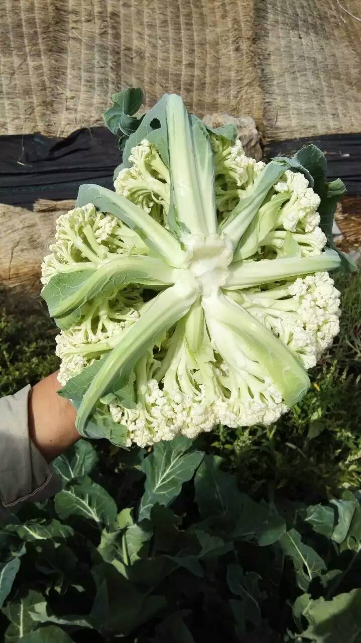  云南松花菜种子65天花菜种子—春季早熟品种单球可达1.8kg