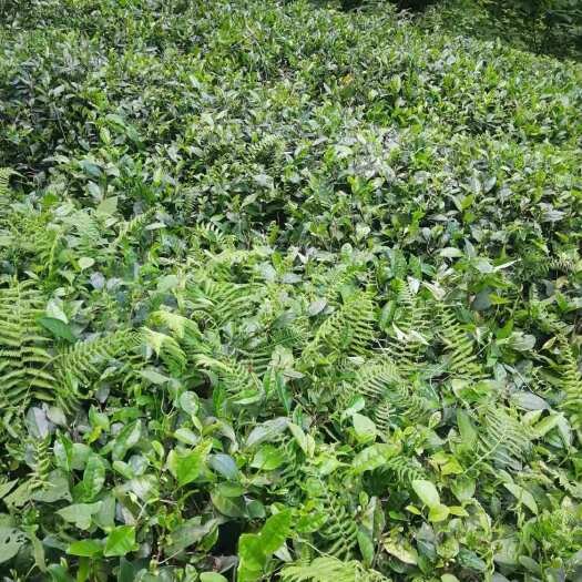 南漳县毛尖茶  鄂西北高山生态绿茶，生长于海拔1000米高山，不打农药纯手工