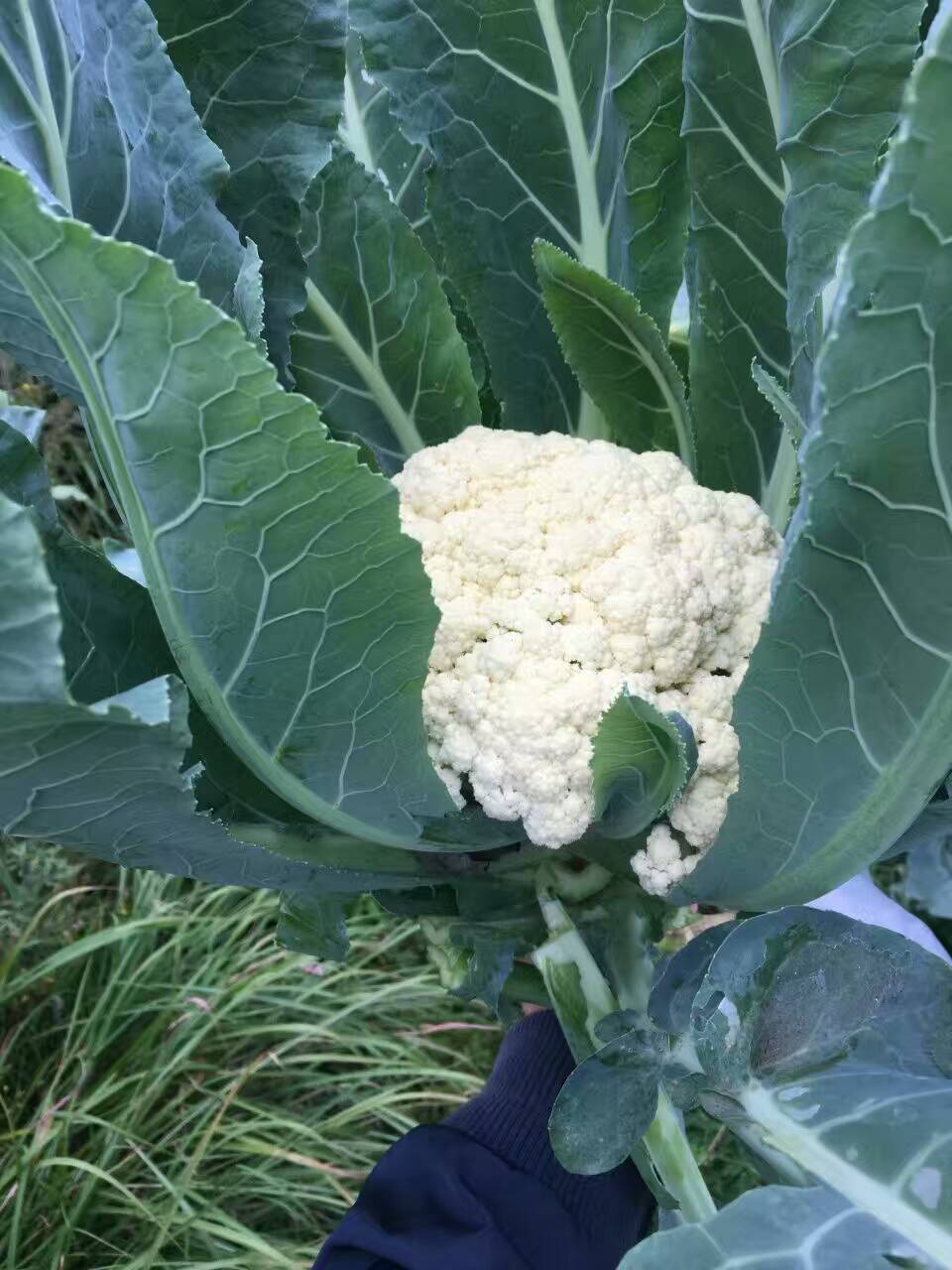  云南松花菜种子65天花菜种子—春季早熟品种单球可达1.8kg