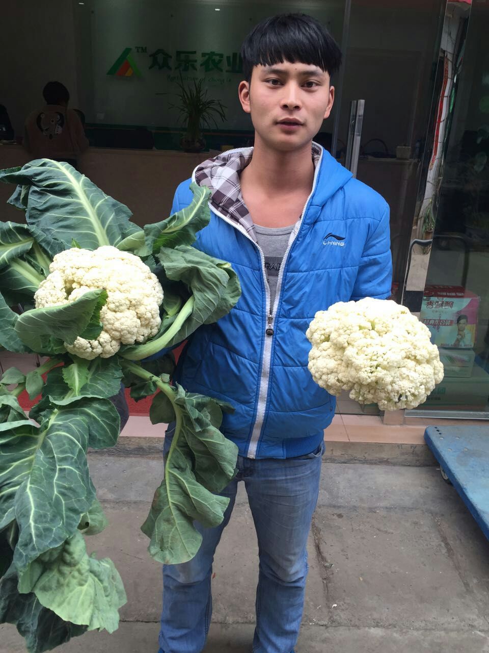  云南松花菜种子65天花菜种子—春季早熟品种单球可达1.8kg