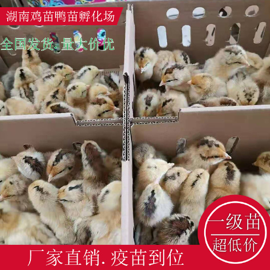 衡阳县麻鸡苗  麻羽高产绿壳蛋鸡苗湖南土鸡苗红瑶公鸡苗跑山鸡苗血毛土鸡苗