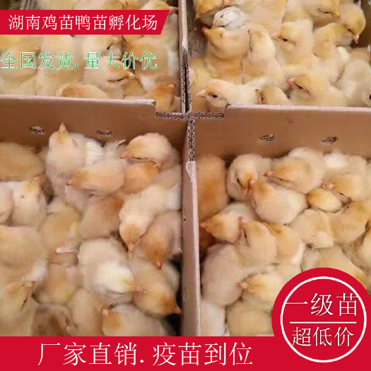 衡阳县湘黄土鸡苗五黑一绿鸡苗绿壳鸡苗红瑶公鸡苗高产绿壳鸡苗青脚土鸡