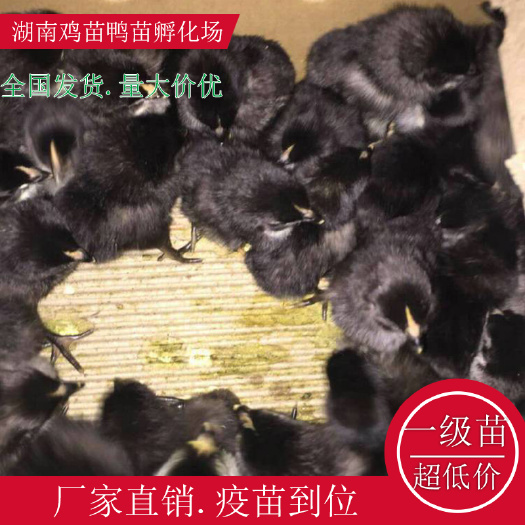 衡阳县黑鸡苗  黑羽高产绿壳蛋鸡苗五黑一绿鸡苗湖南土鸡苗跑山鸡苗疫苗齐
