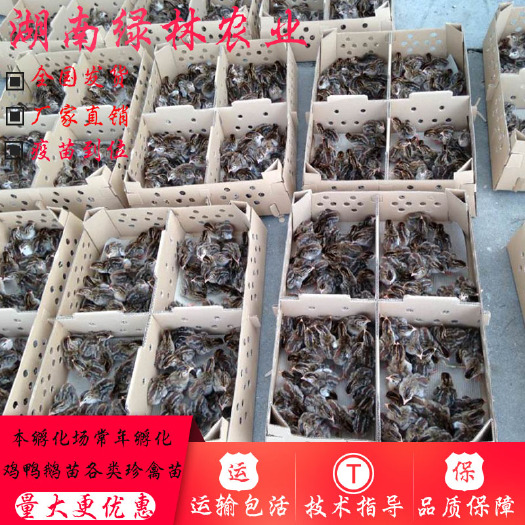 衡阳县 珍珠鸡苗珍禽苗纯种珍珠鸡苗贵妃鸡苗