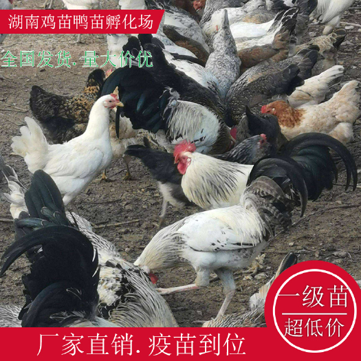 衡阳县鹊山鸡苗绿壳鸡苗湖南土鸡苗高产绿壳鸡苗青脚土鸡苗红瑶公鸡苗