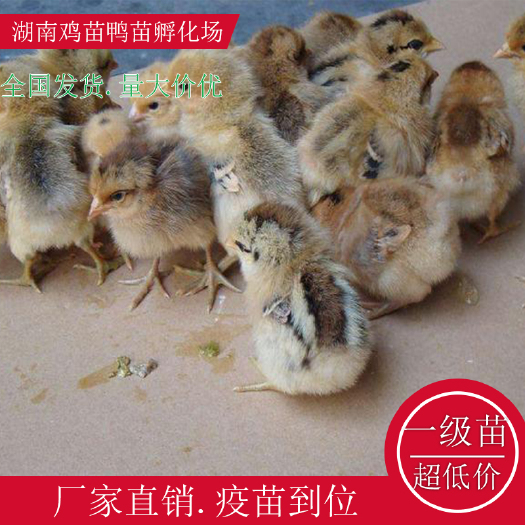 衡阳县青脚土鸡苗五黑一绿鸡苗绿壳鸡苗湖南土鸡苗高产绿壳鸡苗红瑶公鸡