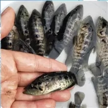 长沙淡水石斑鱼苗 光唇鱼苗 溪石斑鱼苗 网纹石斑鱼苗批发