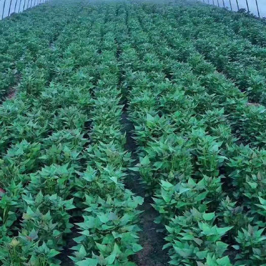 西瓜红红薯苗  河南开封脱毒红薯苗基地高淀粉红薯苗
