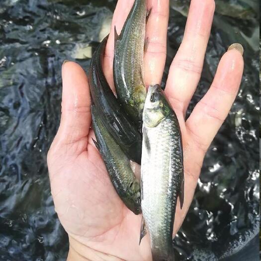 惠东县草鱼高产快大草鱼水花 场地直供