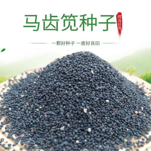 安国市马齿苋种子  马齿笕种子国产优质野菜种子马齿苋籽种阳台长寿菜
