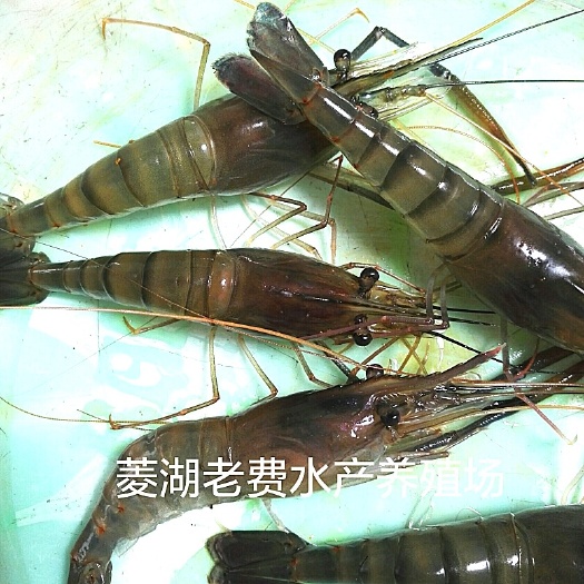 湖州浙江罗氏沼虾苗罗氏虾旺季供应