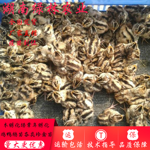 衡阳县 纯种七彩山鸡苗出壳苗山鸡苗