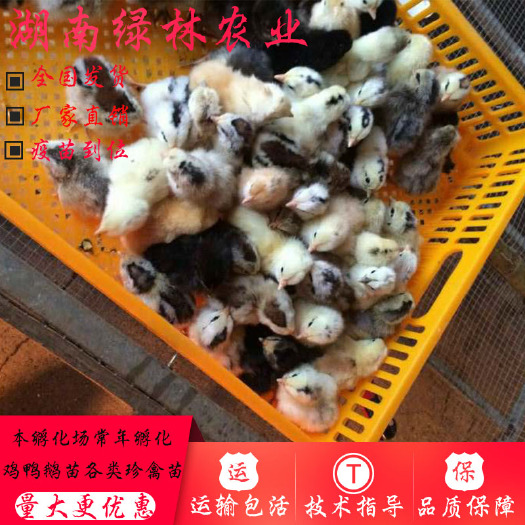 衡阳县 鹊山鸡苗纯种鹊山鸡雀山鸡