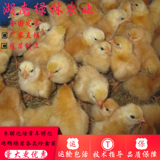 衡阳县 衡湘黄鸡苗衡阳本地土鸡苗双陵鸡湘黄改良鸡