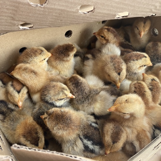 昆明 纯正优选k901快大型肉鸡苗 毛色好 抗病毒能力强 成活率高