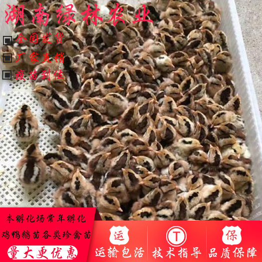 衡阳县 土鸡苗血毛鸡苗红公鸡苗正宗血毛土鸡苗