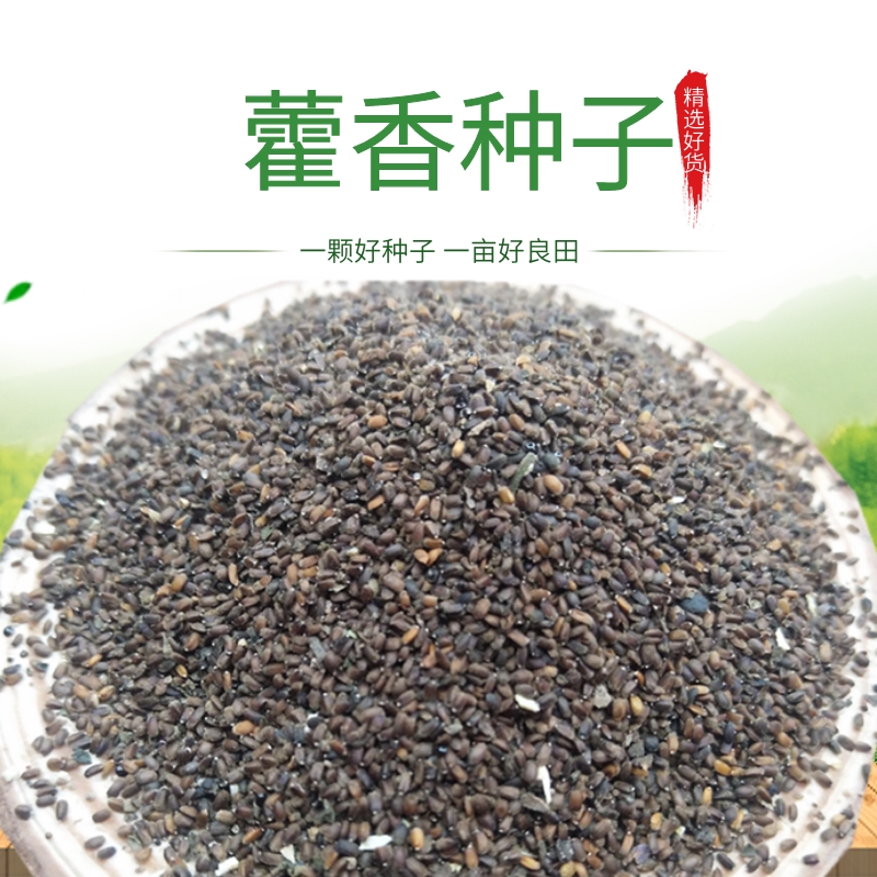 安国市中药材种植国产优质藿香种子土藿香籽藿香正气水香草