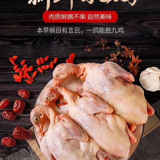 怀远县白条鸽  鸽子活体乳鸽青年鸽老鸽子规格齐全白条上市
