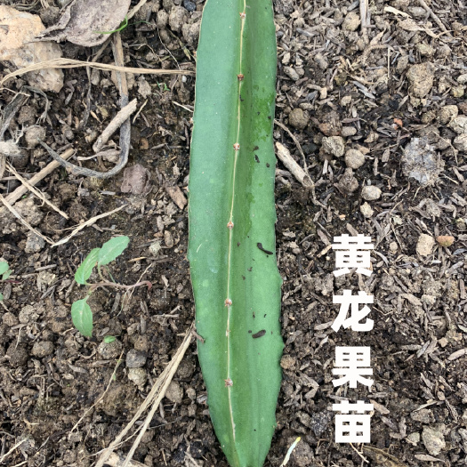 漳州火龙果苗  黄龙果苗火龙果珍贵品种 黄皮白肉 营养物质多