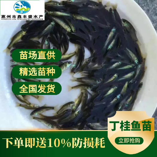惠东县丁桂鱼苗  优质丁桂鱼丁鱼岁须鱼