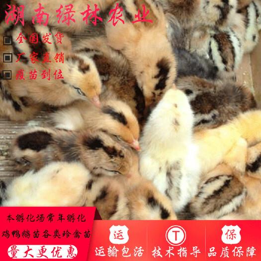 衡阳县 麻羽高产绿壳蛋鸡苗土鸡苗跑山鸡苗