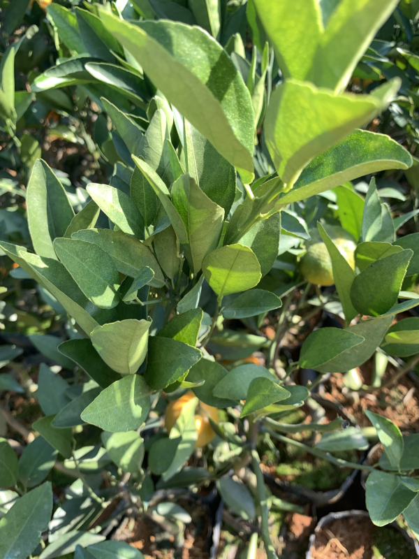 茂谷柑苗杯苗 柑橘杂交品种 糖度高 皮薄多汁