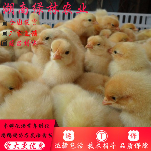衡阳县 青脚土鸡苗青脚麻鸡红瑶黑瑶淮南王柴鸡正宗青脚鸡跑山鸡