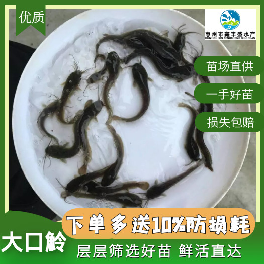 惠东县大口鲶鱼苗 支持全国发货