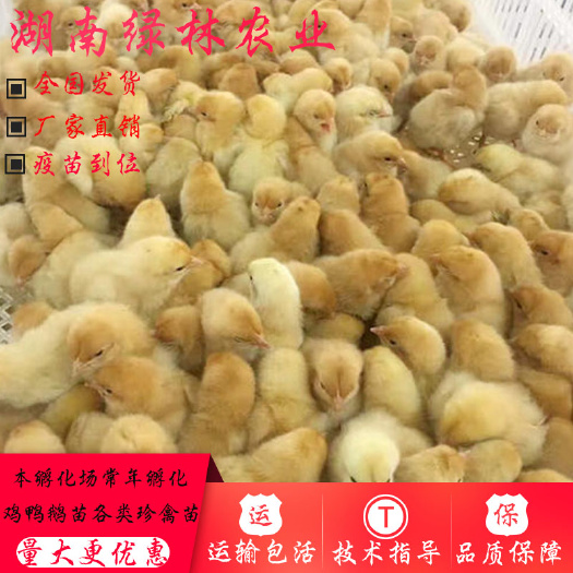 衡阳县三黄鸡苗 黄土鸡苗三黄鸡小种三黄土鸡苗黄土1黄土1.5黄土2黄土3