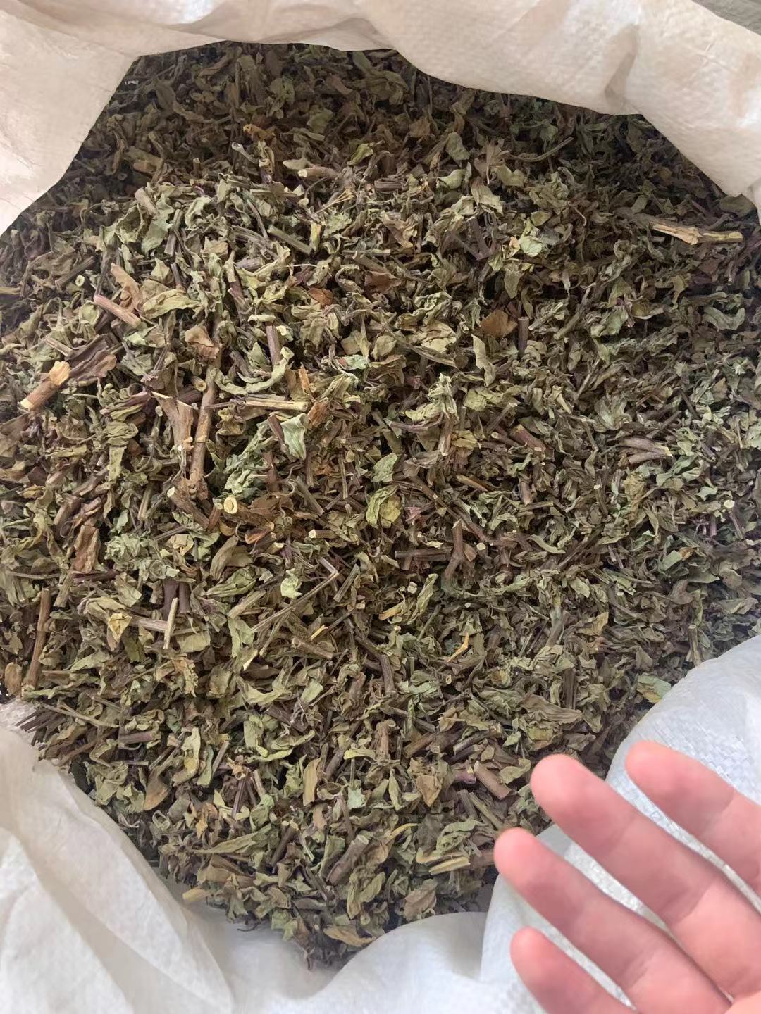 猫须草500g新货新鲜中药材排化石草肾茶猫须公