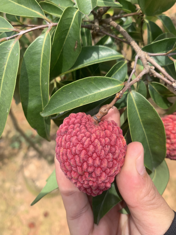 荔枝王苗杯苗 个头大 果肉饱满 口感好