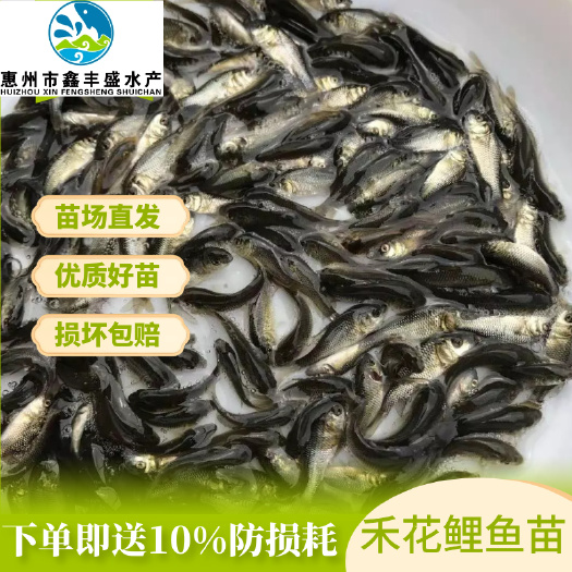 惠东县禾花鲤鱼苗  禾花鲤鱼乌鲤一手货源